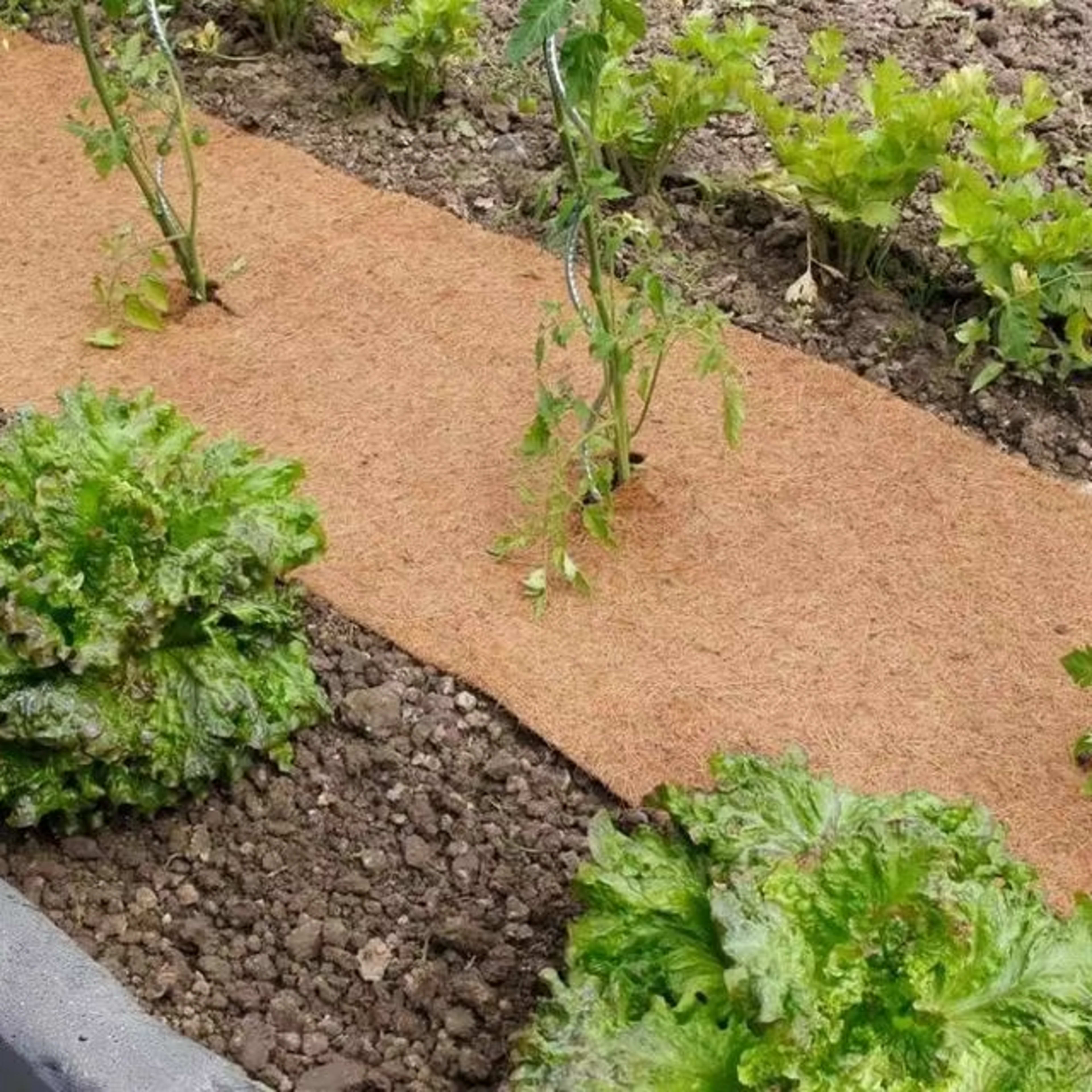Coir Mats