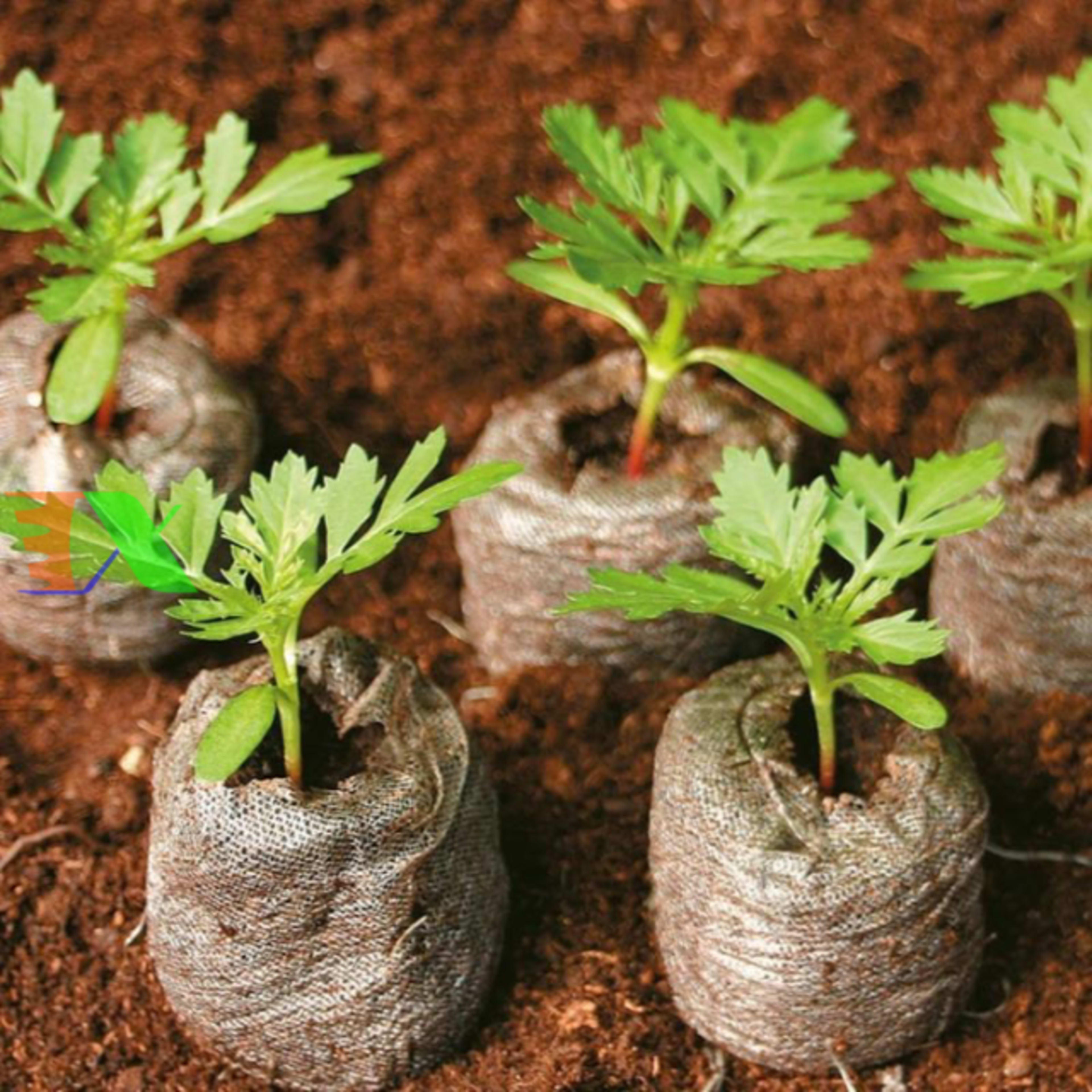 coir pellet 12
