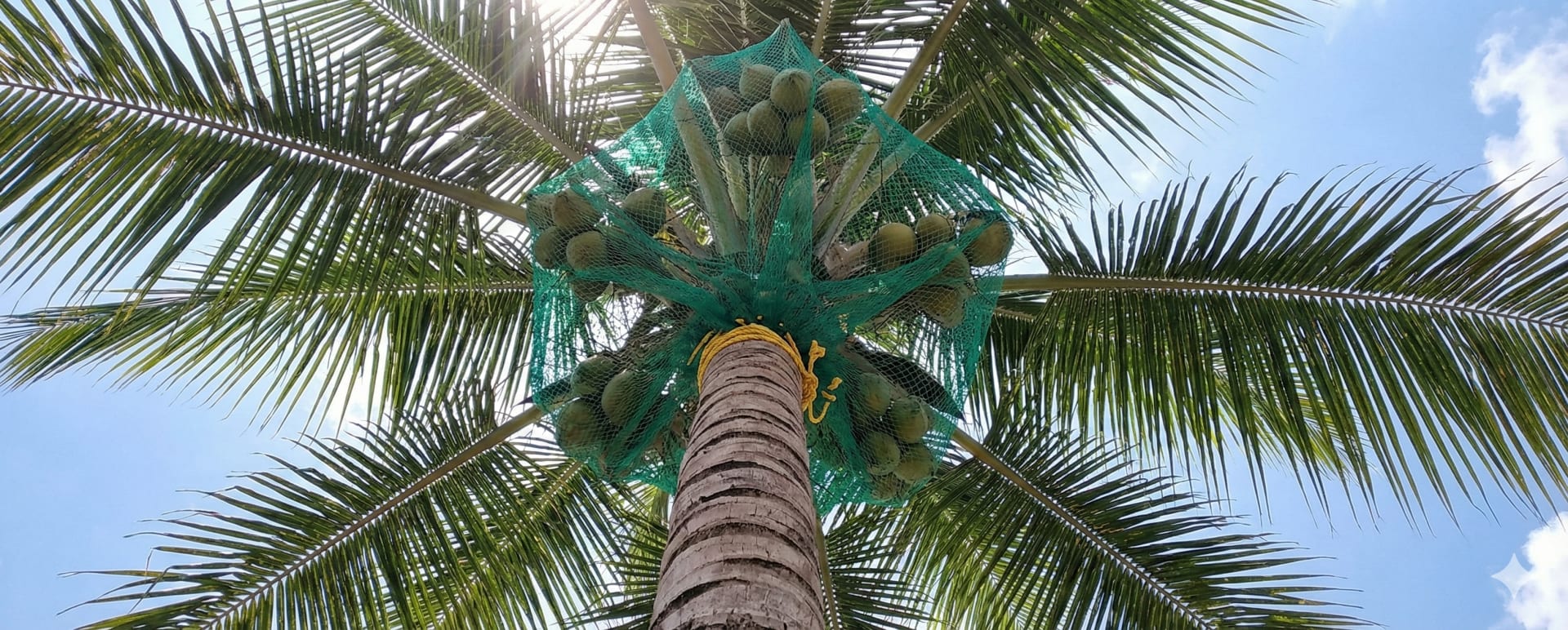 Coconut Tree Safety Net