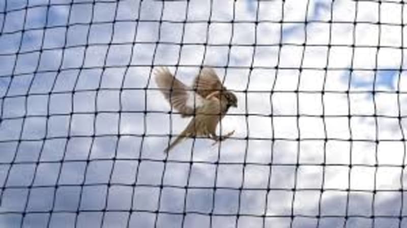 Bird Protection Netting