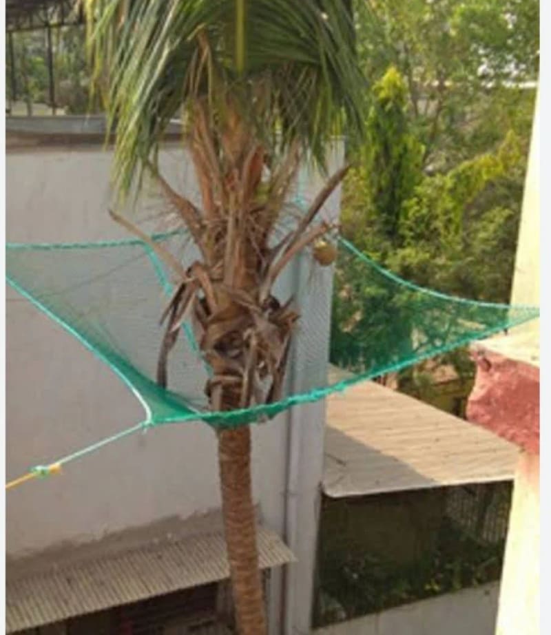 Coconut Tree Flat Safety Nets