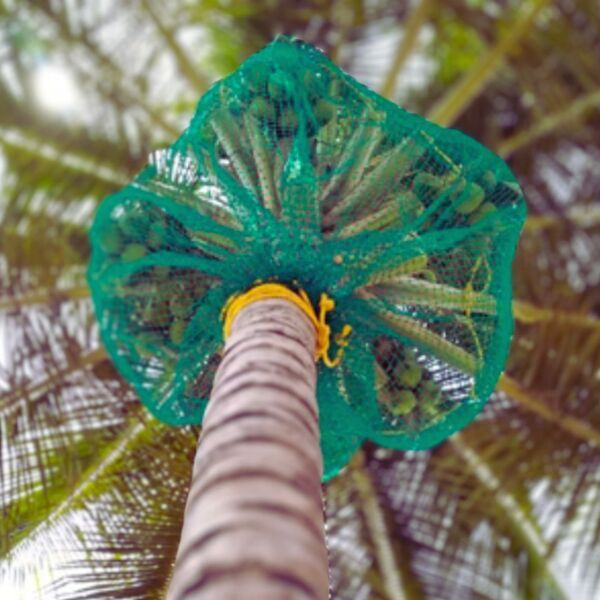 Coconut Tree Safety Net