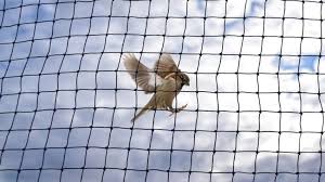 Bird Protection Netting