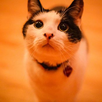 D'Arienzo the Tango Cat