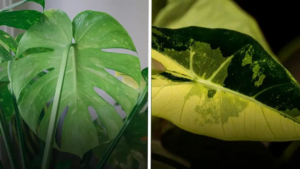 bigger Philodendron Leaves Two images displaying different philodebdron species, highlighting the remarkable size of Philodendron leaves.