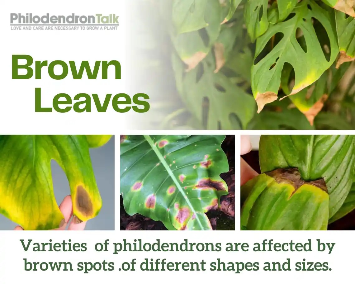 Philodendron Leaves Turning Brown? What to Do ASAP!
