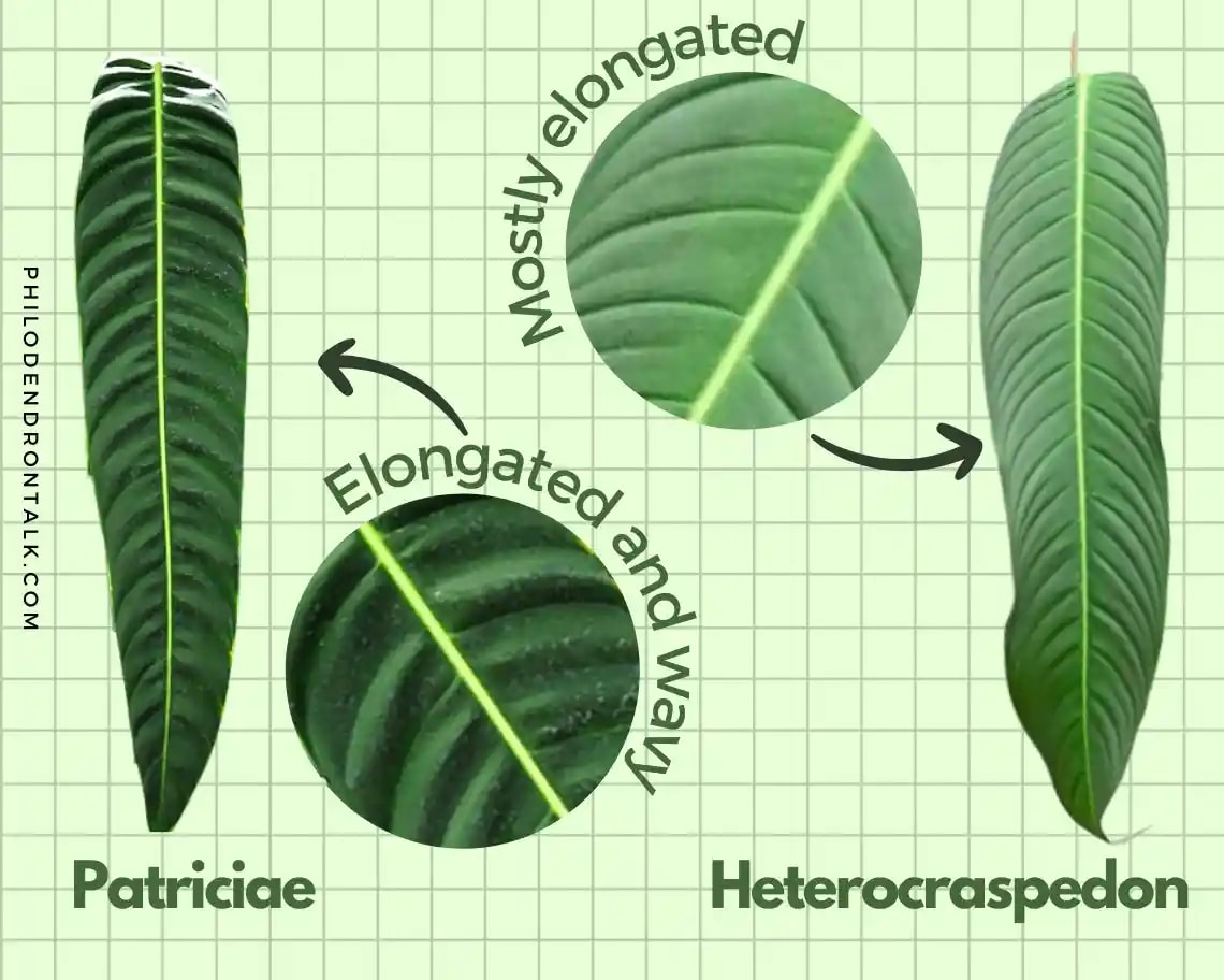 heterocraspedon patricia leave here are the leaves of Heterocraspedon and Patricia showing the differences in their shape and sizes.