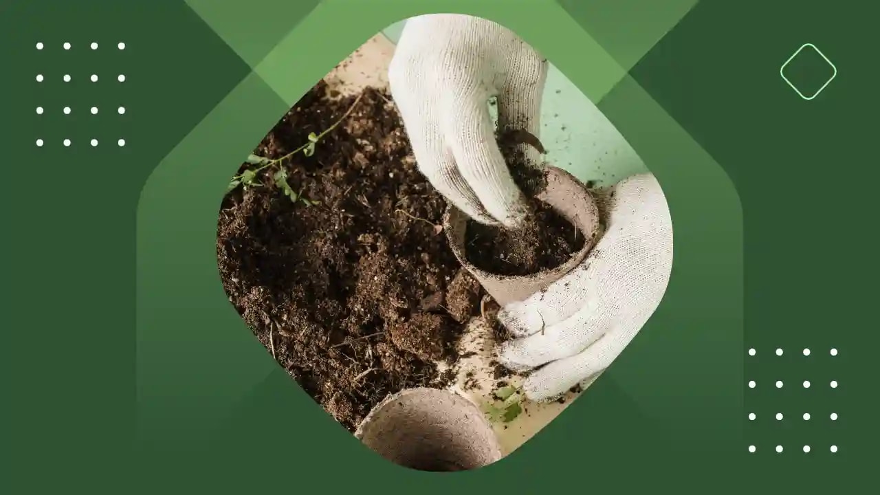 The Best Soil Mix for Philodendrons of All Varieties (2024)