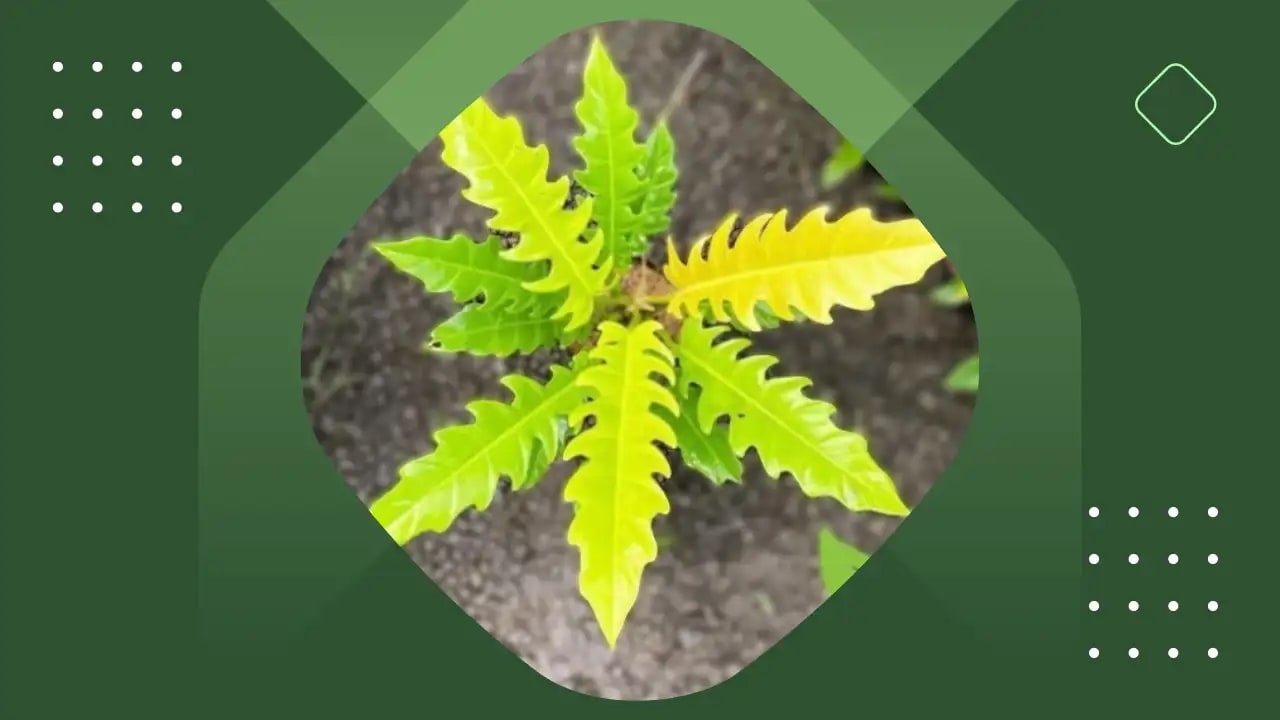 philodendron crocodile golden saw this is a philodendron golden crocodile saw with long yellow and green edgy leaves on a green background