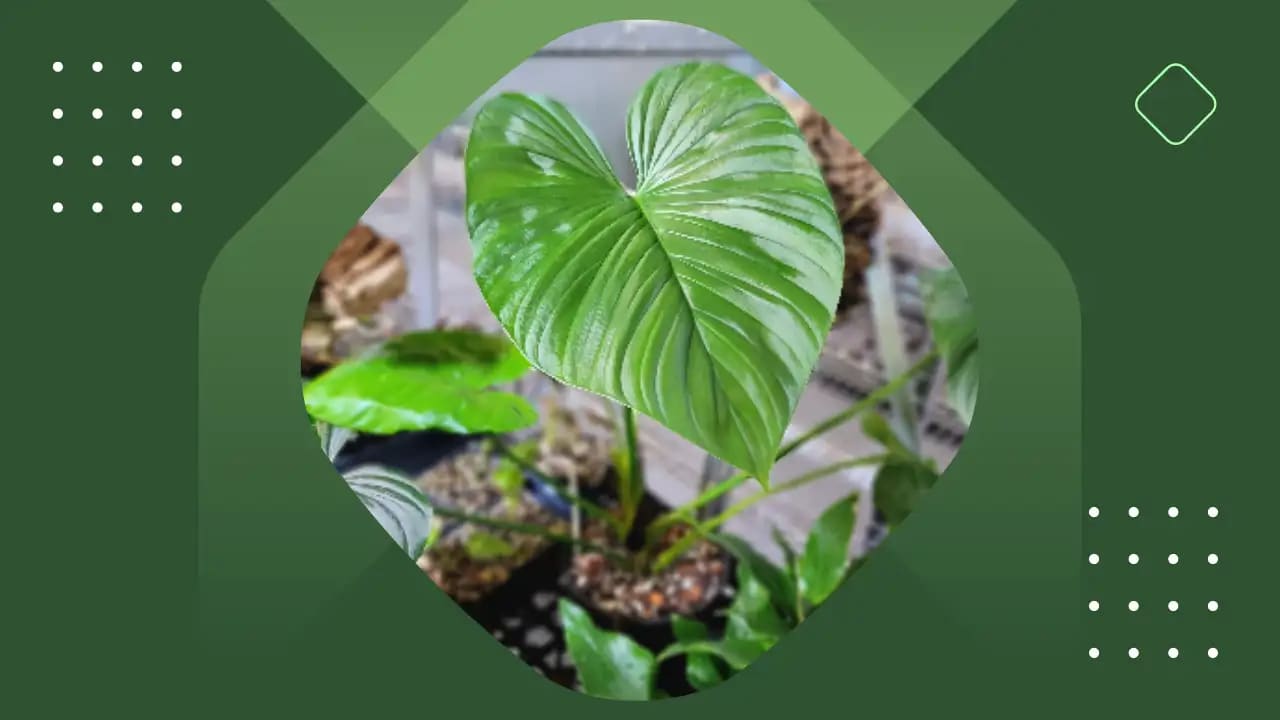 Rubrocinctum Platinum this is a philodendron rubrocinctum platinum with large leaves placed on a green background.