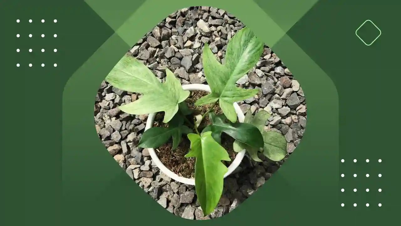 philodendron-florida-ghost this is a philodendron florida ghost with large leaves placed on a green background.