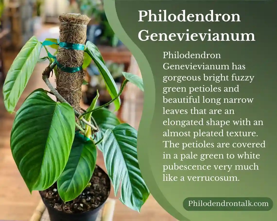 look-philodendron -genevievianum look-philodendron -genevievianum