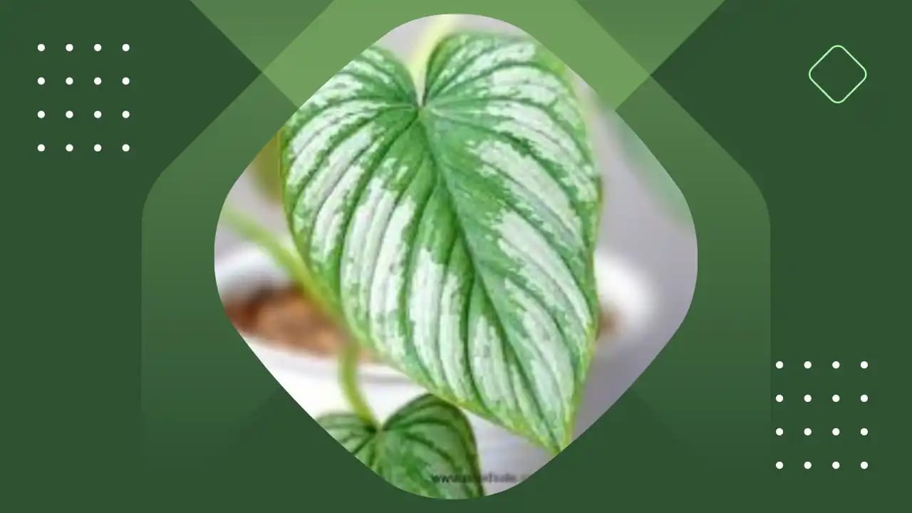 Philodendron Mamei this is a Philodendron Mamei silver cloud with large leaves placed on a green background.