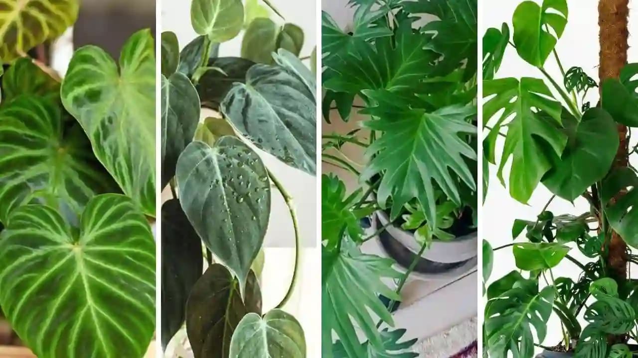 different philodendron plants this image shows a collage of different philodendron plants, including potted plants and houseplants.