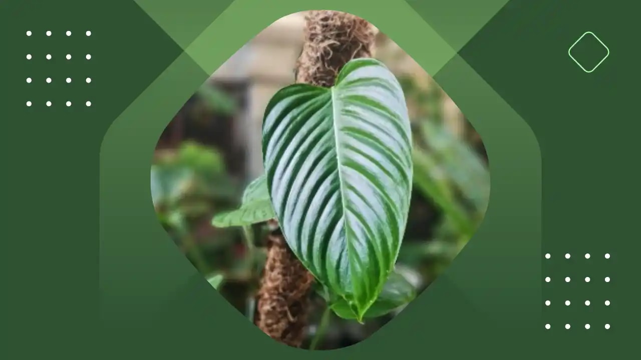 Philodendron Genevievianum this is a Philodendron Genevievianum with a large leaf with a green background.
