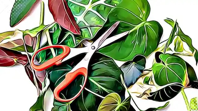 pruning for shape pruning for shape