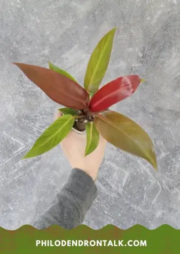 philodendron red king A close-up of a person's hand holding a philodendron red king