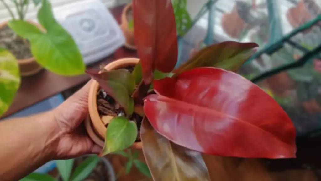 red sun philodendron Person holding a red sun philodendron plant in a pot.