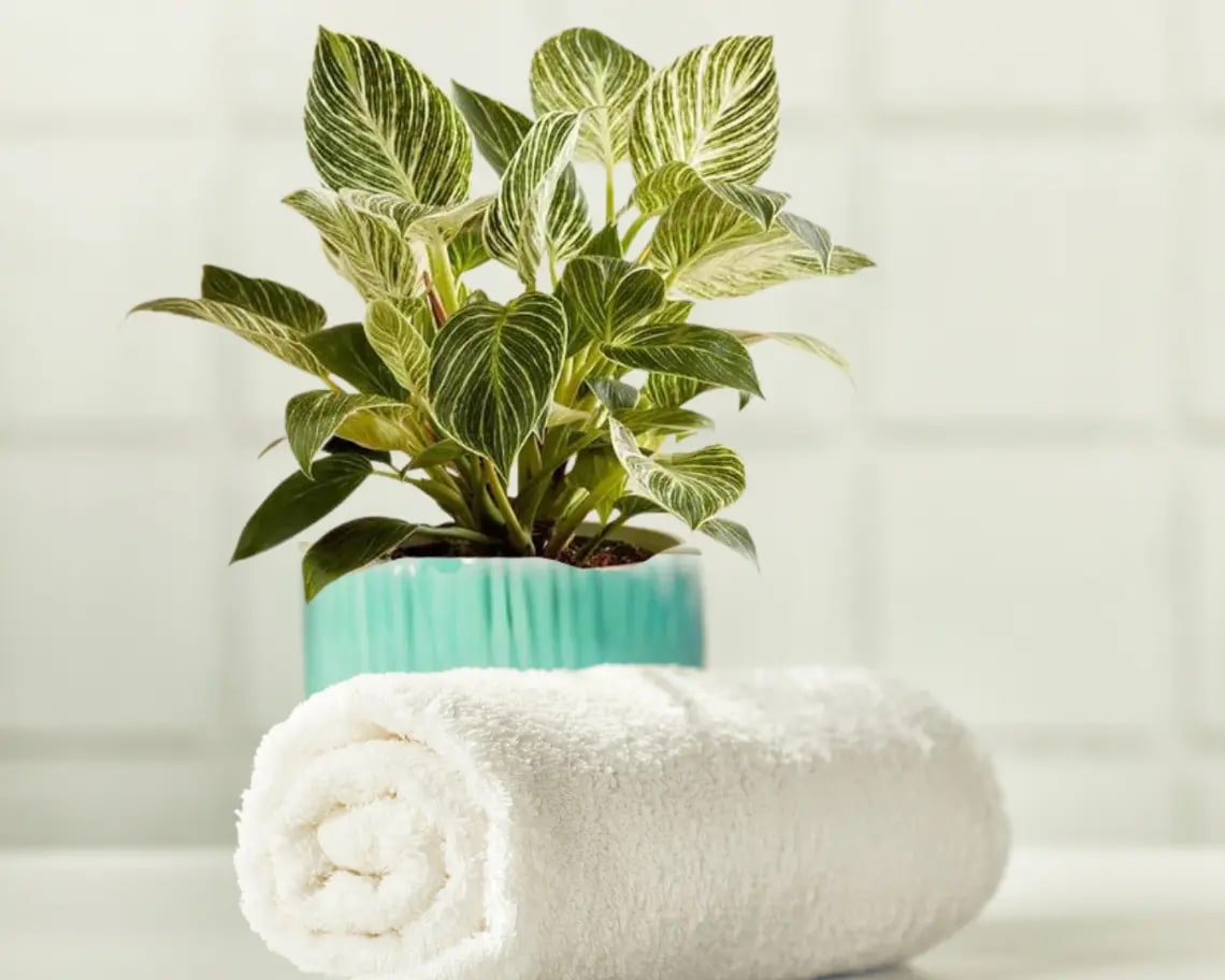 Birkin Philodendron A rolled white towel beside a Birkin Philodendron plant