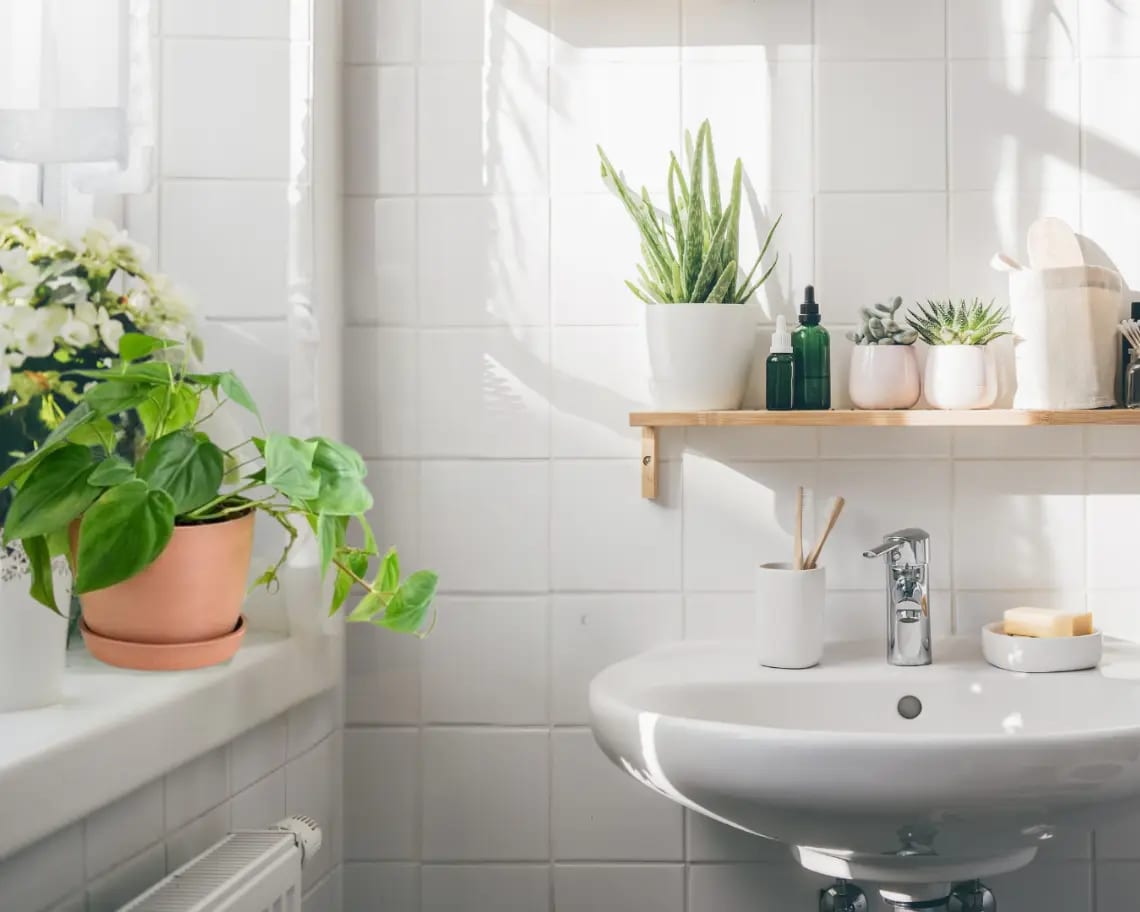 Heart Leaf Philodendron Bathroom with sink, toilet, and low light
potted plants including Heart Leaf Philodendron.