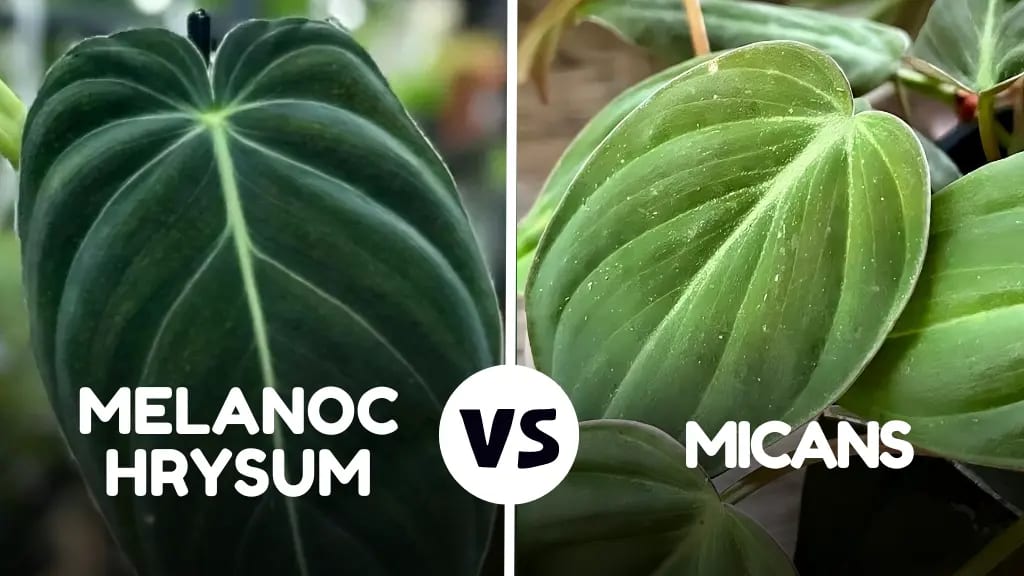 melanochrysum vs. micans melanochrysum vs. micans