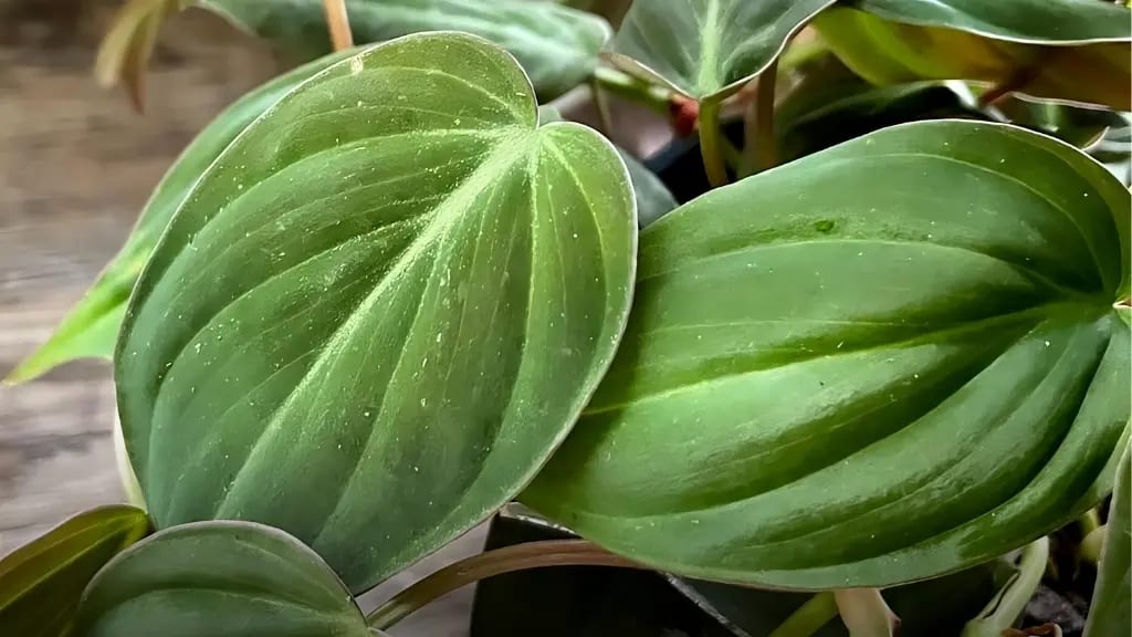 micans leaf A micans philodendron leaf with green leaves and brown stems.