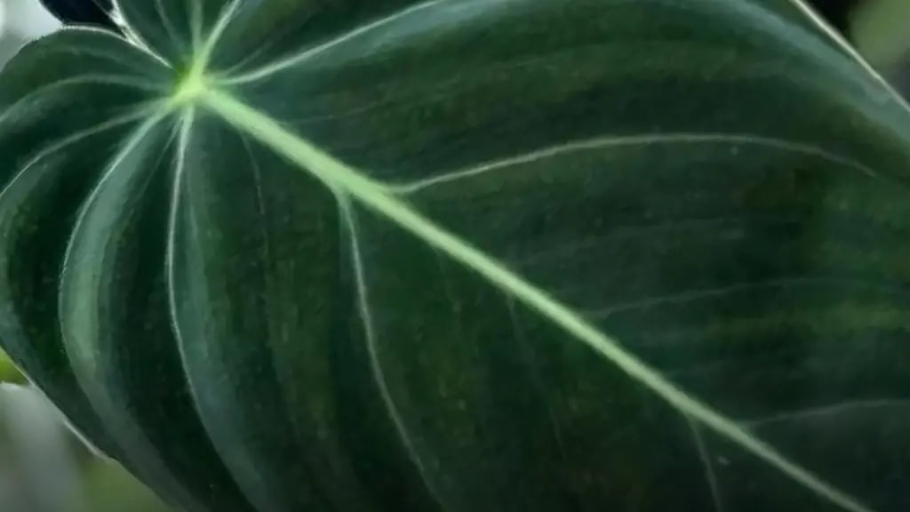 philodendron melanochrysum leaf Close-up of a melanochrysum leaf, showcasing its vibrant green color.