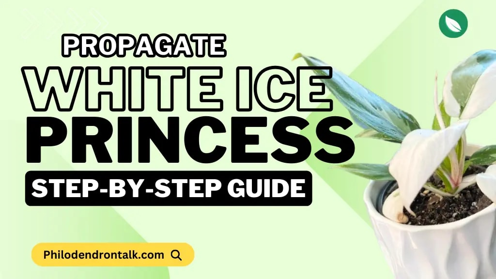 Philodendron White Ice Princess Propagation That is Actually Easy