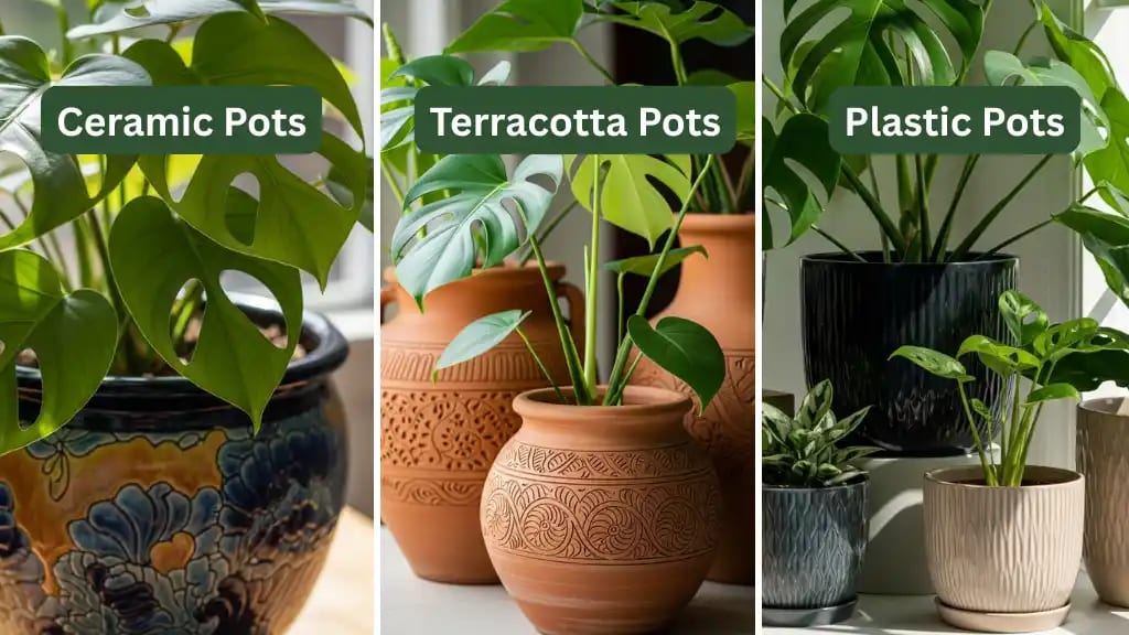 different types of pots for monstera