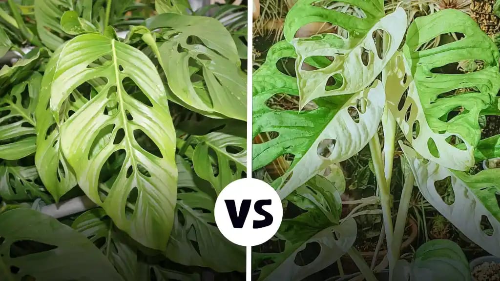 Monstera Laniata vs Adansonii
