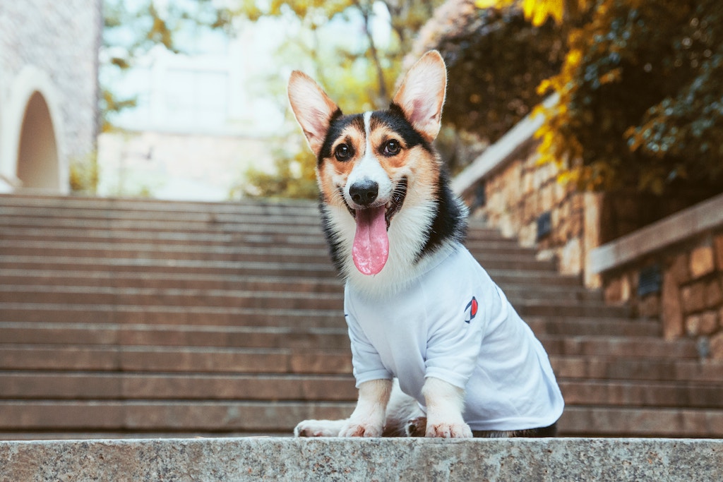 Dog with upright ears.