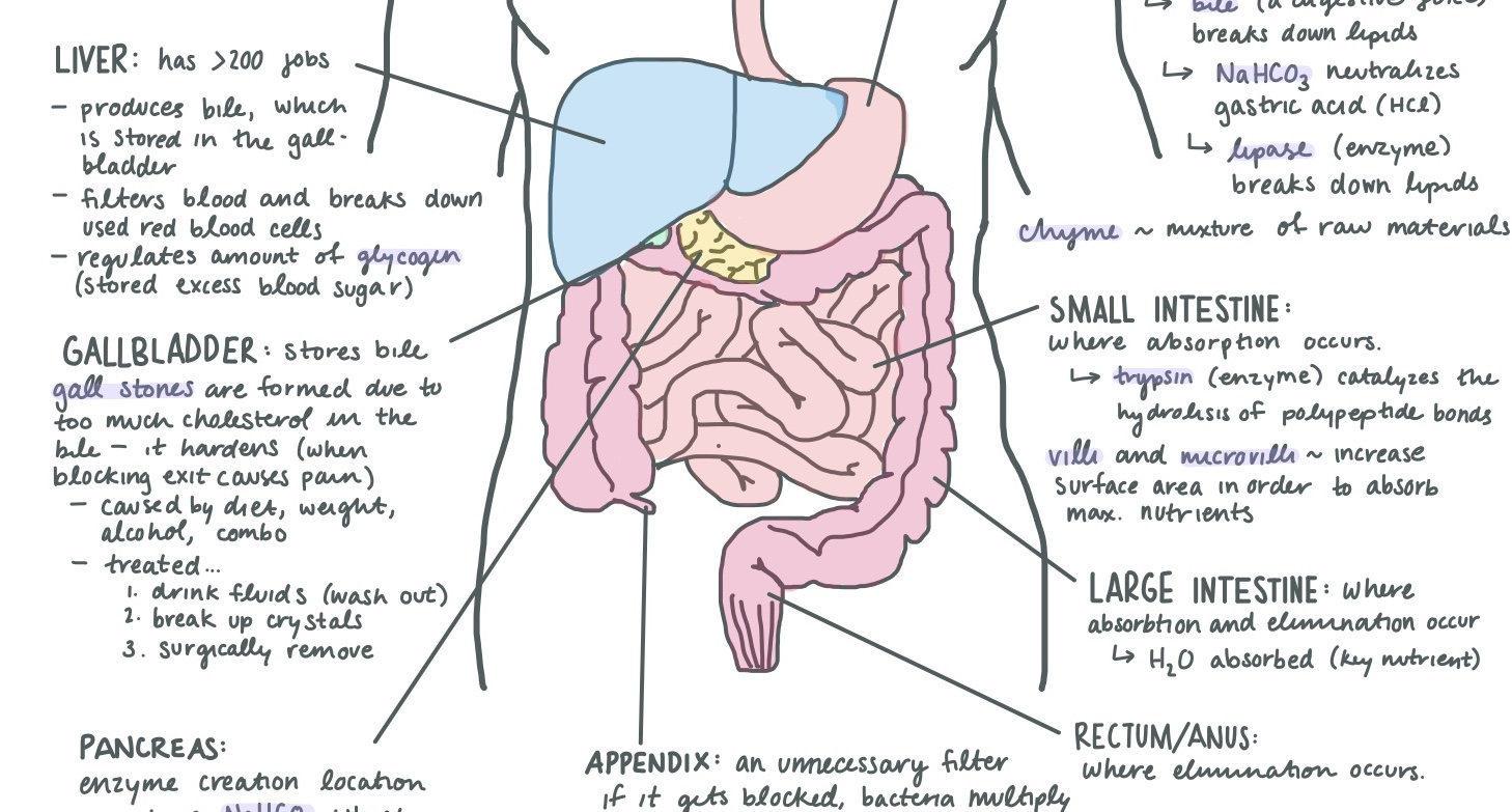 Human Digestive System