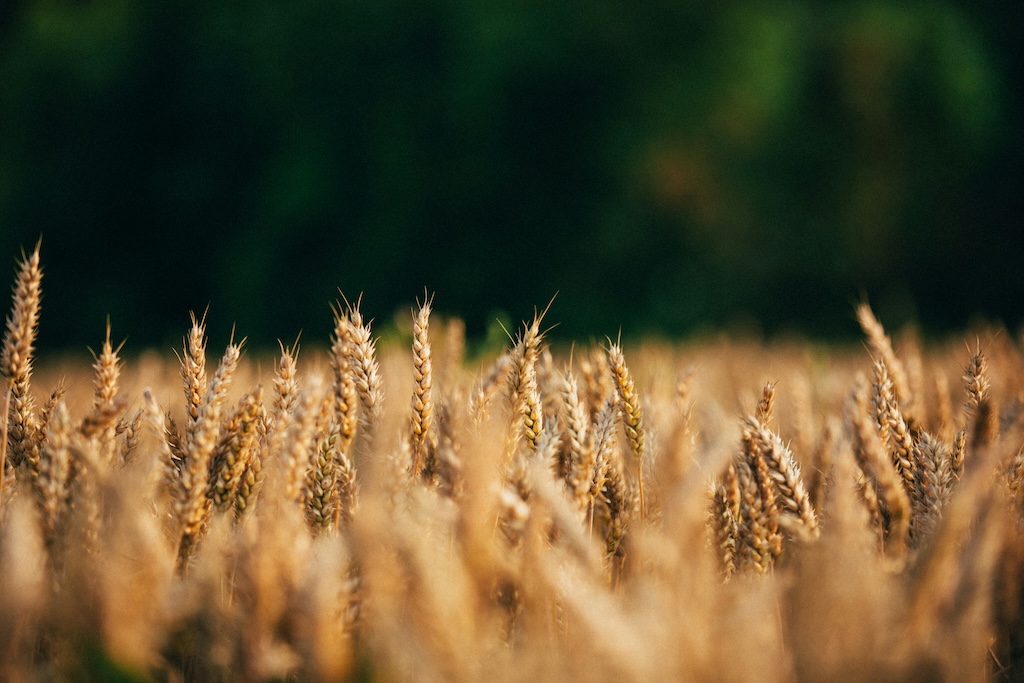 Wheat grains