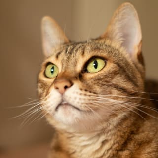 ねこくん