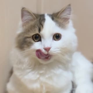 かじゅまる