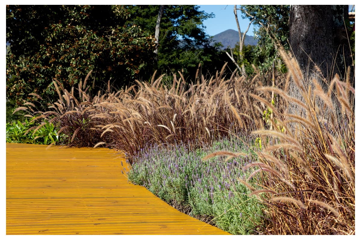 Jardins sensoriais, onde a natureza vira poesia