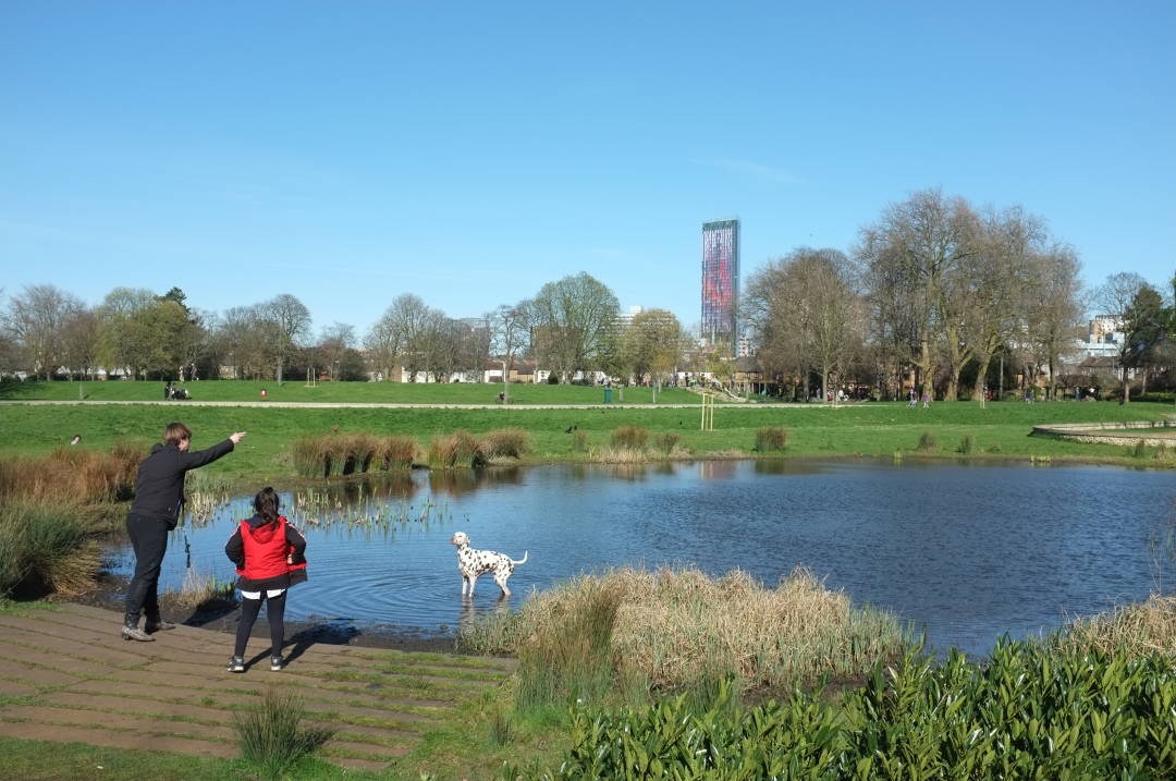 Photo of a man throwing a ball to a dog, the dog standing in the shallow of a pond