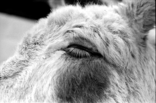 Wonkey Donkey Photo Event - Photo Walk in Knottingley, United Kingdom on Saturday 16 August 2025