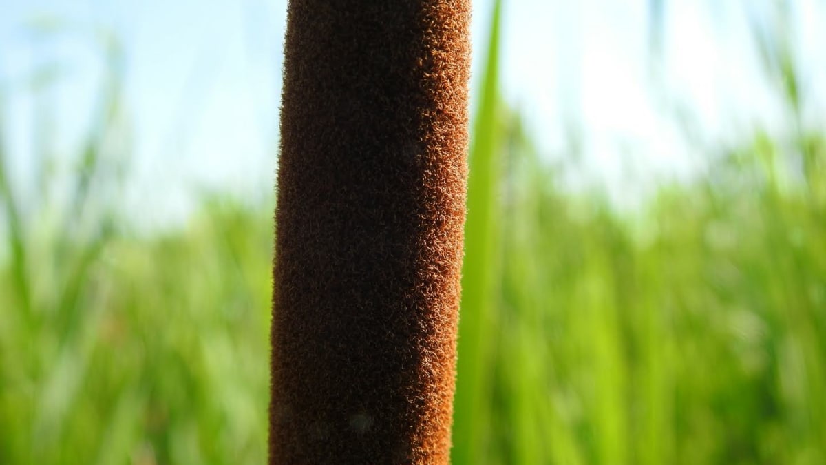 Typha angustifolia - Typhaceae