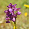 Anacamptis morio - Orchidaceae