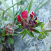 Anthyllis vulneraria - Fabaceae