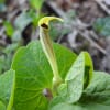 Aristolochia lutea - Aristolochiaceae