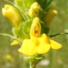 Bellardia trixago - Orobanchaceae