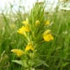 Bellardia viscosa - Orobanchaceae