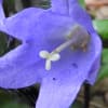 Campanula trachelium - Campanulaceae