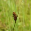 Carex distans - Cyperaceae