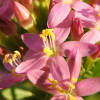 Centaurium erythraea - Gentianaceae