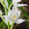 Cephalanthera longifolia - Orchidaceae