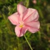 Convolvulus cantabrica - Convolvulaceae