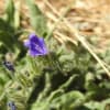 Echium arenarium - Boraginaceae